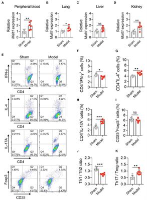 Mucosa-associated lymphoid tissue lymphoma translocation protein 1 exaggerates multiple organ injury, inflammation, and immune cell imbalance by activating the NF-κB pathway in sepsis